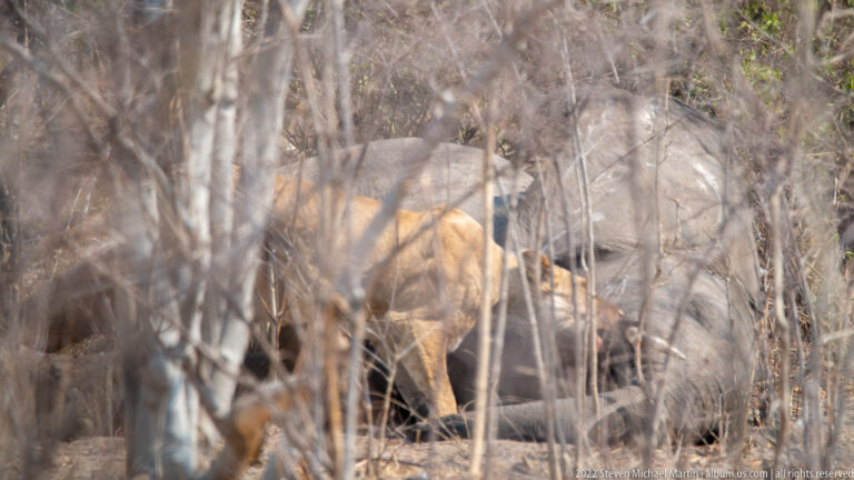 Tawny lion partly hidden behind dense gray trunks and dry branches, with head and shoulder visible through the vegetation.