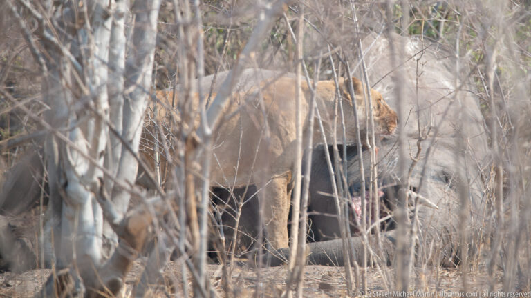 Tawny lion partly visible through a dense screen of thin gray trunks and dry woodland branches.
