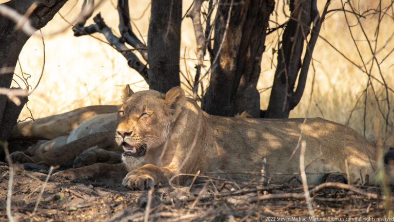 Lioness lying beneath a tree with forepaws crossed, head upright, and dappled sunlight across her tawny coat.