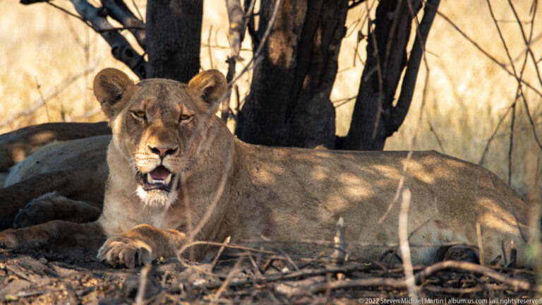 Frontal portrait of a reclining lioness beneath trees, with mouth slightly open and sunlight illuminating her face and forepaw.