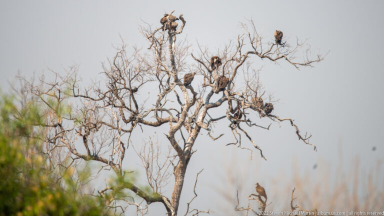 Numerous vultures perched throughout the bare branches of a dead tree against a pale sky.
