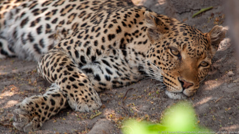 Leopard lying low in shade with eyes open and a large spotted forepaw folded near its face.