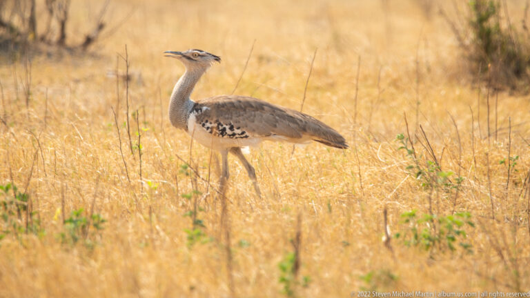 Kori bustard standing in tall golden grass, with long legs, gray neck, dark crown stripe, and mottled brown body.