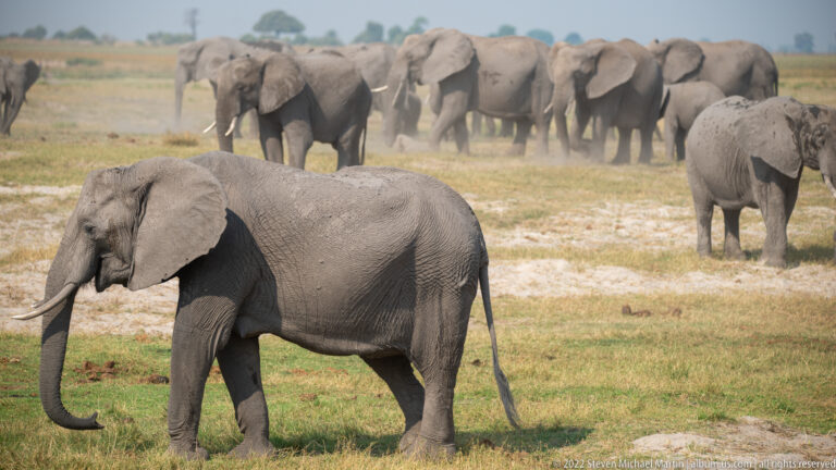 Adult African elephant walking in the foreground with a large herd of elephants clustered across the floodplain behind.