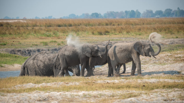 Elephants beside a shallow channel, with one tossing dust over its back and another coated in dark wet mud.