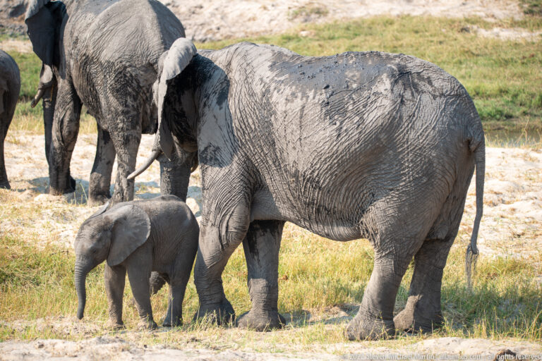 Large mud-coated elephant standing beside a small calf on pale floodplain ground, with other elephants nearby.