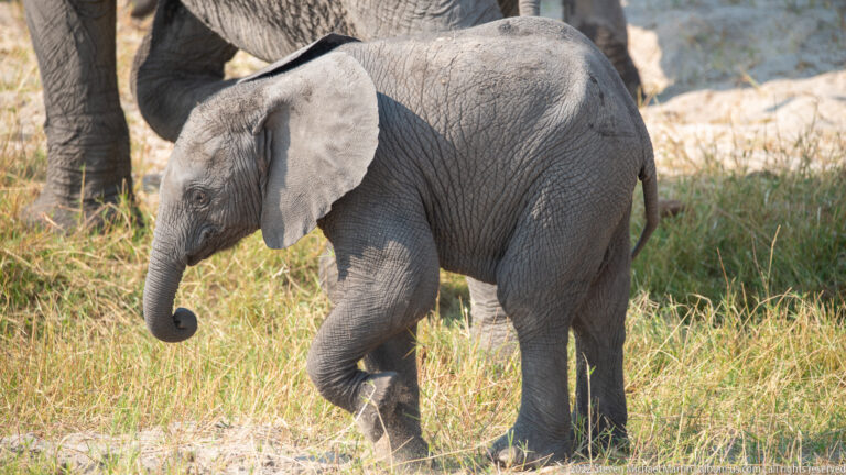 Young African elephant walking through grass with one foreleg raised, small trunk curled, and large ears spread beside its head.