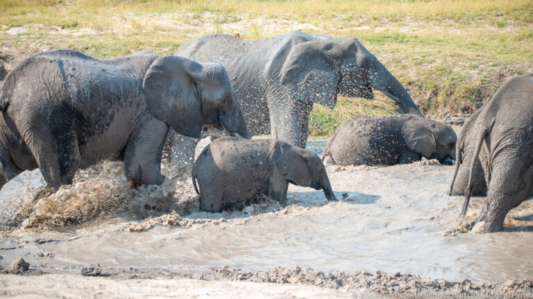 Adult elephants and calves splashing together in a muddy pool, with water and mud droplets spraying around the herd.