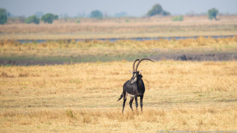 Adult male sable antelope standing alone on dry grassland, with dark coat, pale face markings, and very long curved horns.