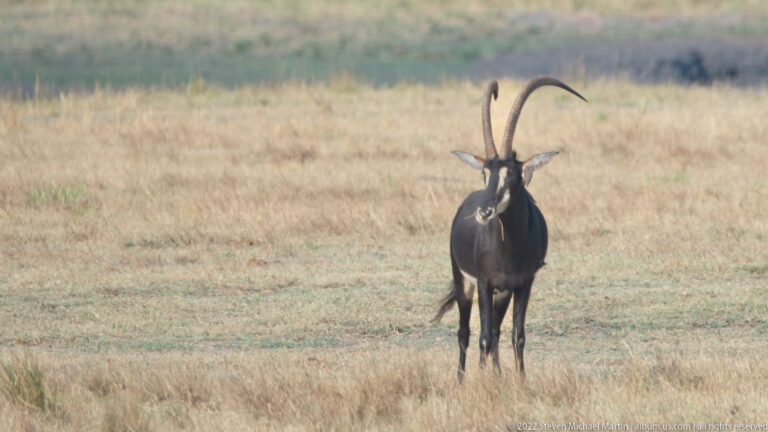 Male sable antelope facing forward on grassland, with long curved horns rising symmetrically above its dark head and pale facial markings.