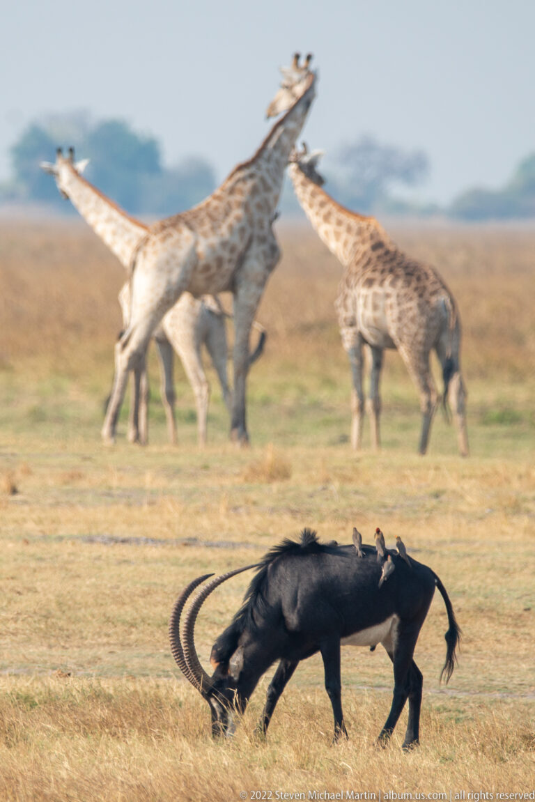 Two male sable antelopes locking curved horns in the foreground while several giraffes stand on the floodplain behind.