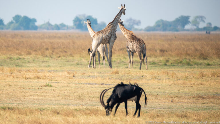 Two sable antelopes sparring with heads lowered in the foreground while two giraffes stand together in the distance.
