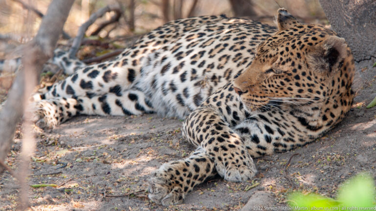 Leopard resting with crossed forelegs under a tree, turning its head left across a shaded woodland floor.