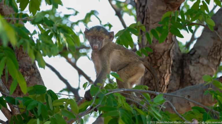 Juvenile chacma baboon perched on a leafy branch beside a thick tree trunk, looking toward the camera.