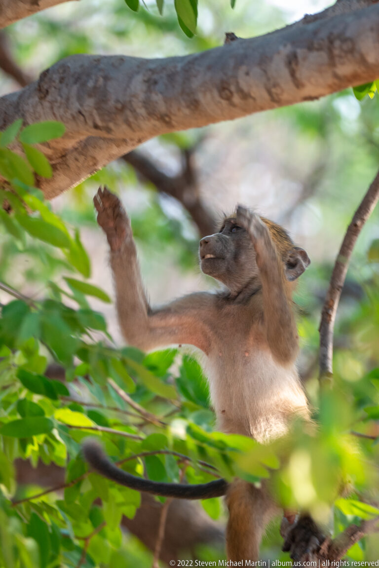 Chacma baboon climbing among leafy branches with one arm raised toward the canopy and its long muzzle visible in profile.