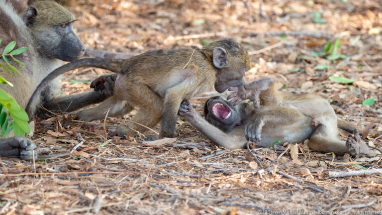 Two juvenile chacma baboons wrestling on dry leaf litter, one lying on its back with mouth open while another leans over it.