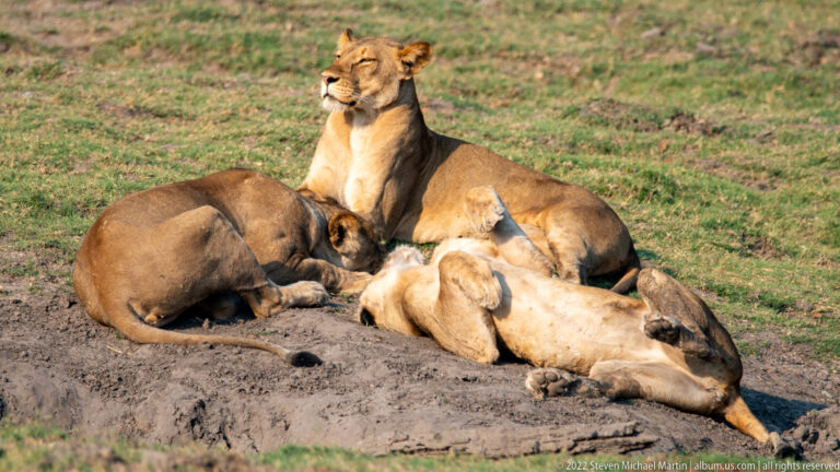 Several lionesses and pale lion cubs resting closely together on bare ground, with one adult sitting upright above the group.