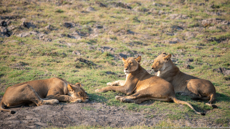 Three lionesses resting together on open ground, with two sitting upright and one lying with her head lowered.