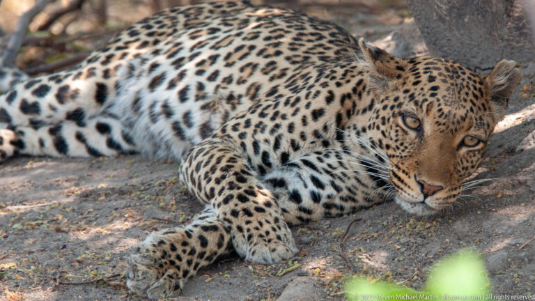 Leopard lying low with one foreleg forward and eyes directed toward the camera from woodland shade.