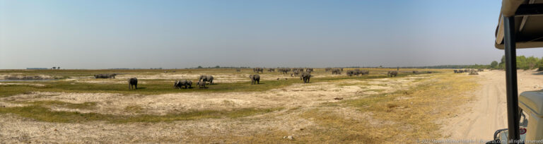 Elephants scattered across grass beside a sandy track, viewed from the open side of a safari vehicle at right.