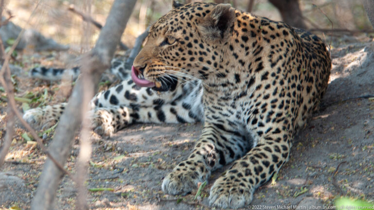 Leopard partly upright in shade, licking its nose with pink tongue visible above its paired forepaws.