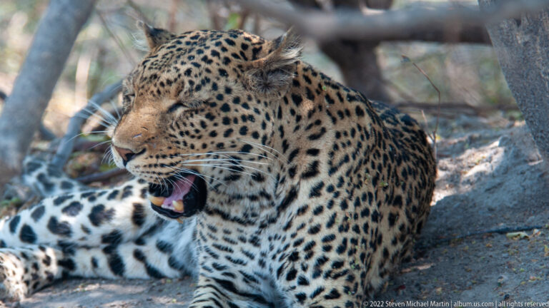 Leopard yawning in woodland shade with mouth wide open, tongue and canine teeth visible.