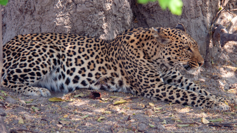 Leopard stretched full length beneath a tree with forelegs extended and head turned right in deep shade.