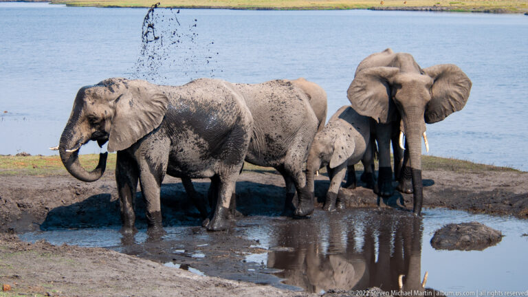 Several mud-covered African bush elephants cluster at a waterhole, including an adult facing forward and a partly hidden youngster.