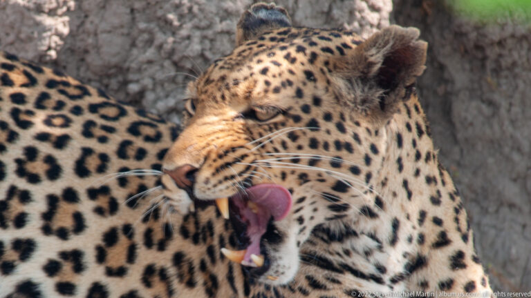 Close leopard portrait with pink tongue curled across its muzzle, white whiskers and spotted face sharply visible.