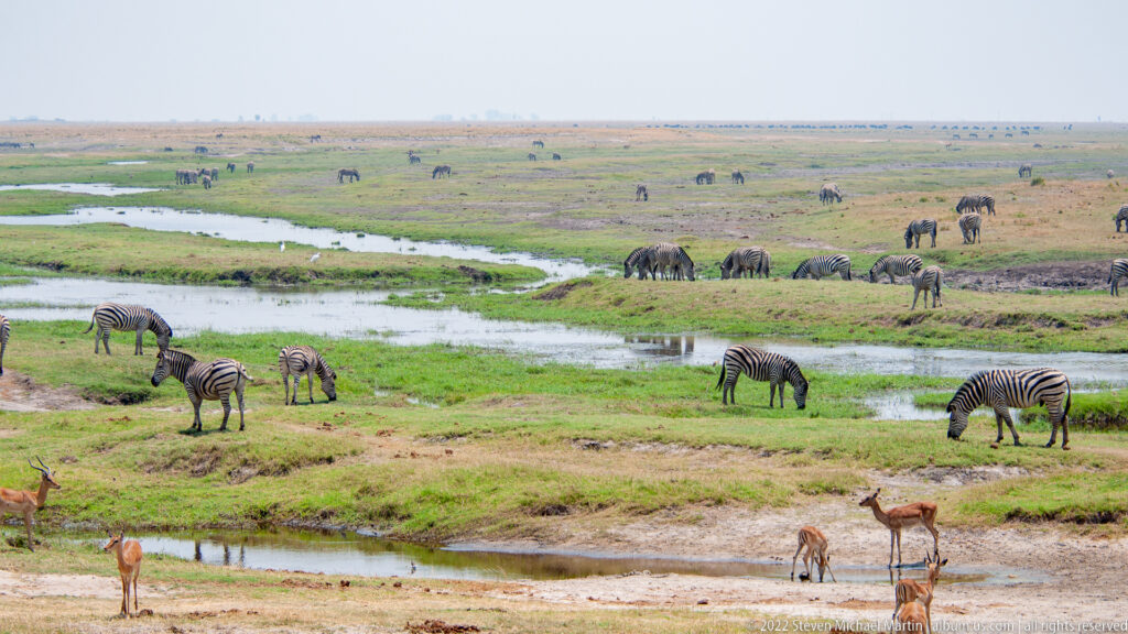 Plains zebras graze beside floodplain channels with elephants scattered in the distance and antelope near the foreground water.