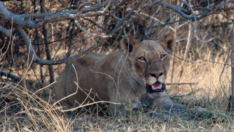 Lioness resting beneath tangled branches in dry grass, facing forward with her mouth slightly open.