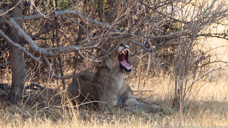 Lioness seated beneath branches with head raised in a wide yawn, teeth and tongue visible against dry grass.