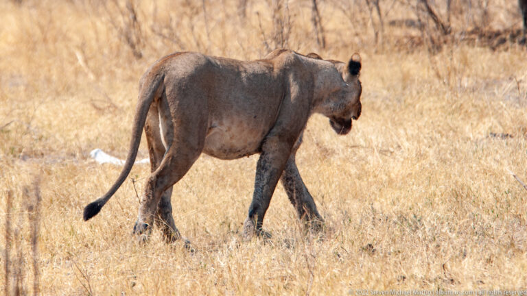 Lioness walking in profile through pale dry grass, showing muscular body and long tail with dark tuft.