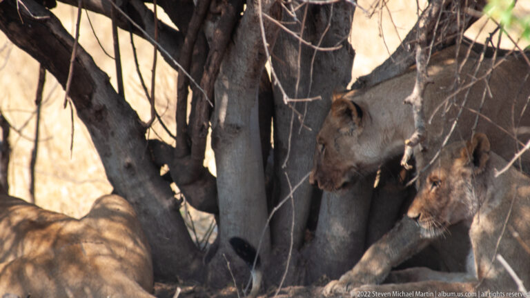 Several lionesses resting close together beneath a multi-trunked tree, with overlapping bodies in deep shade.