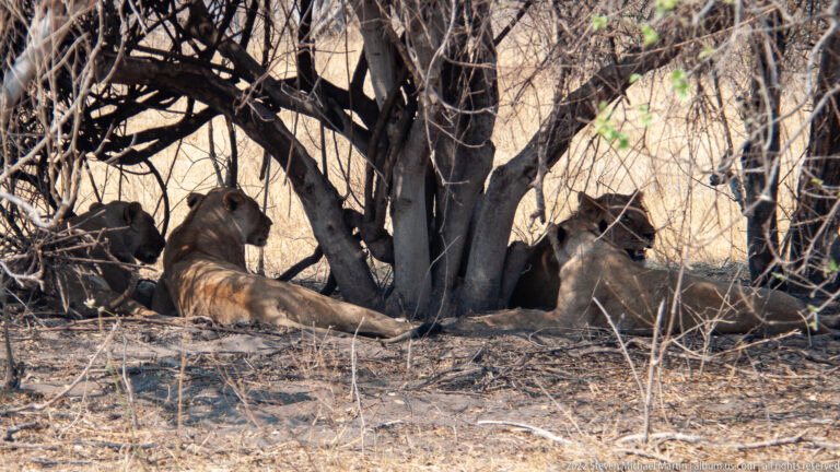 Group of lionesses resting beneath a spreading tree, including one reclining centrally and another sitting upright at right.