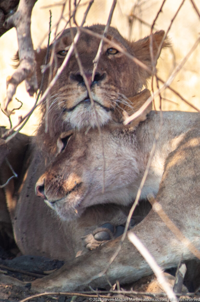 Two lionesses resting closely together beneath branches, their heads overlapping and eyes partly closed.