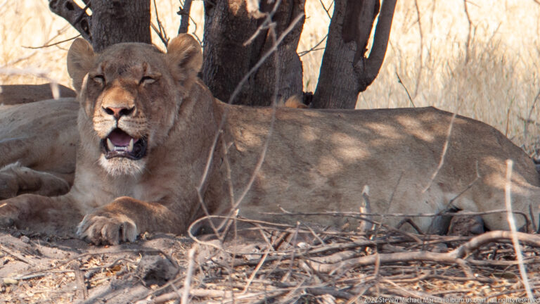 Lioness resting beneath a tree with head raised and mouth open, another lion partly visible behind her.