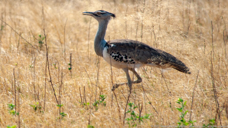 Kori bustard walking through dry golden grass with long gray neck, dark crown, and patterned brown-and-white wings.
