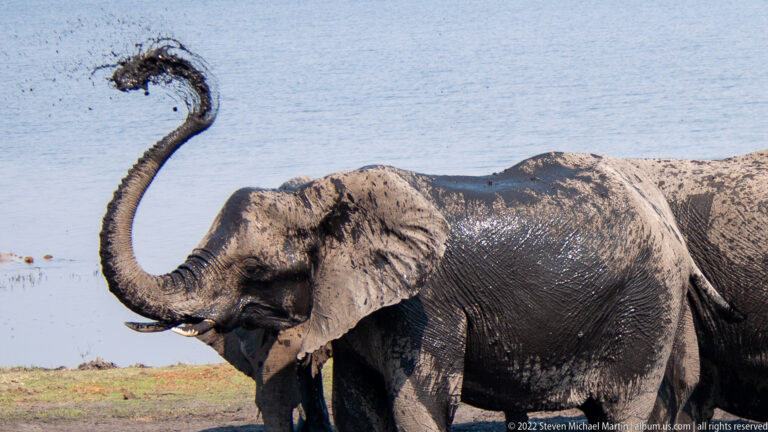 Mud-covered African bush elephant raises its trunk beside the river, with wet wrinkled skin and one tusk visible.
