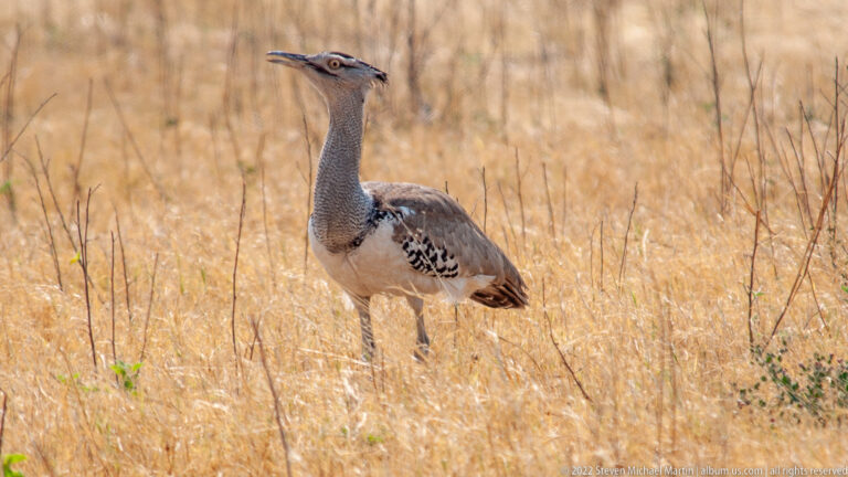 Kori bustard standing alert in dry grass, with long barred neck, pale belly, and patterned folded wings clearly visible.