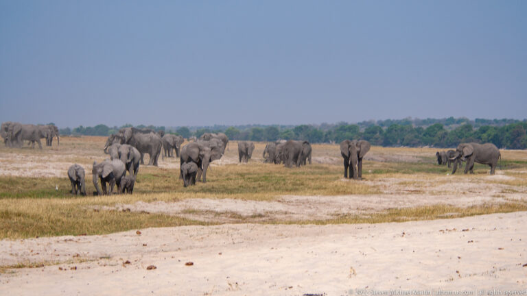 Multiple gray elephants of varied sizes stand and walk across pale grassland and sandy ground.