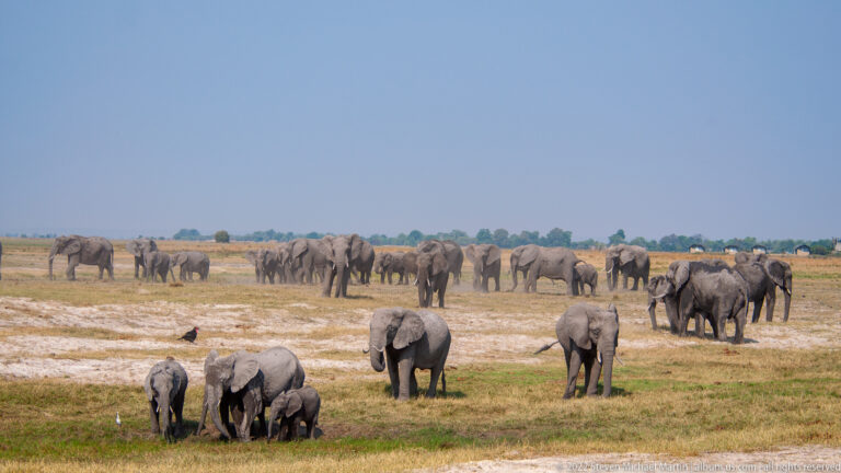 Adult elephants and calves are dispersed across an open grassy floodplain under a clear blue sky.
