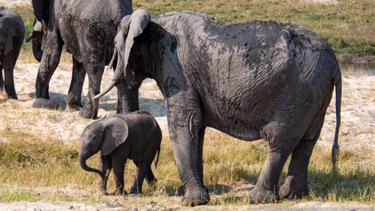 Small elephant calf walks beside a mud-streaked adult elephant with a visible tusk.