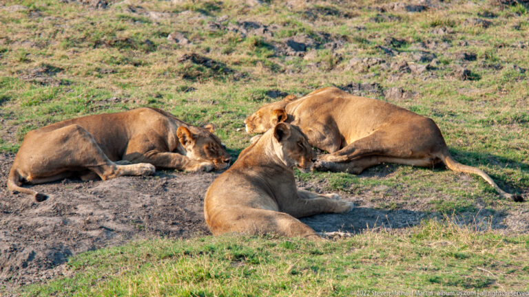 Three tawny lionesses lie resting together on bare soil and short green grass.
