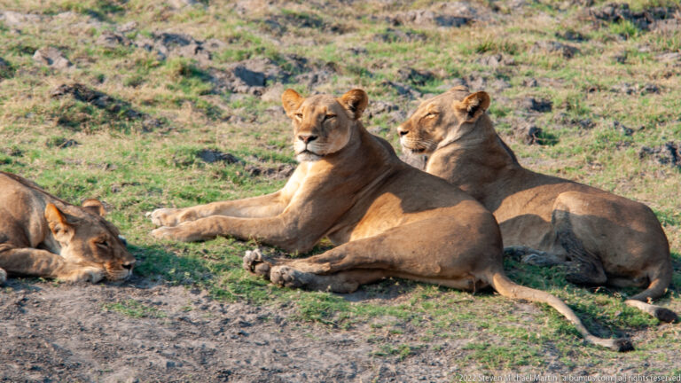 Two lionesses rest upright side by side while a third lies partly visible at left.