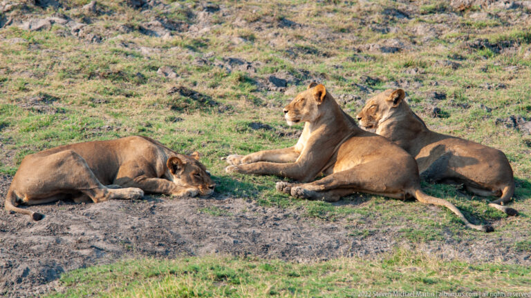 Three lionesses rest on patchy ground, one lying apart and two sitting close together.