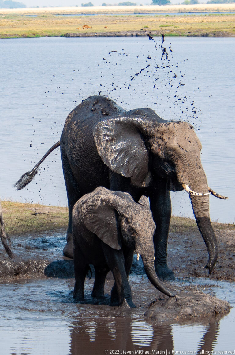 Adult and juvenile African bush elephants walk through shallow water as mud sprays behind the larger animal.