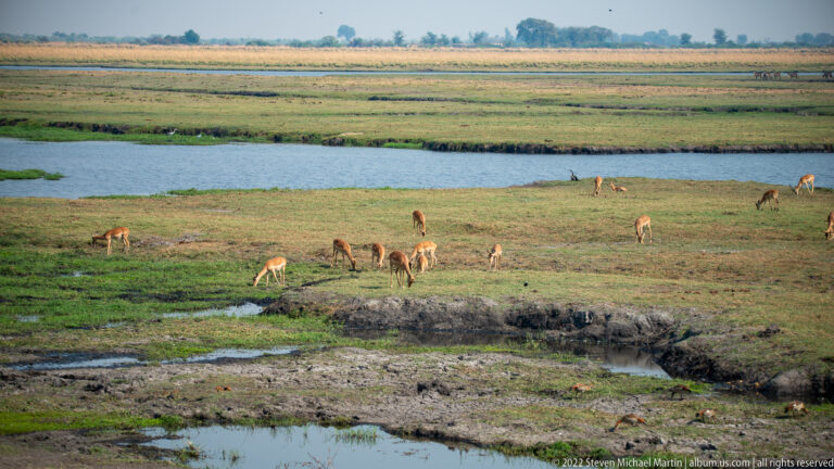 Small reddish-brown antelope graze across green floodplain beside winding shallow water channels.