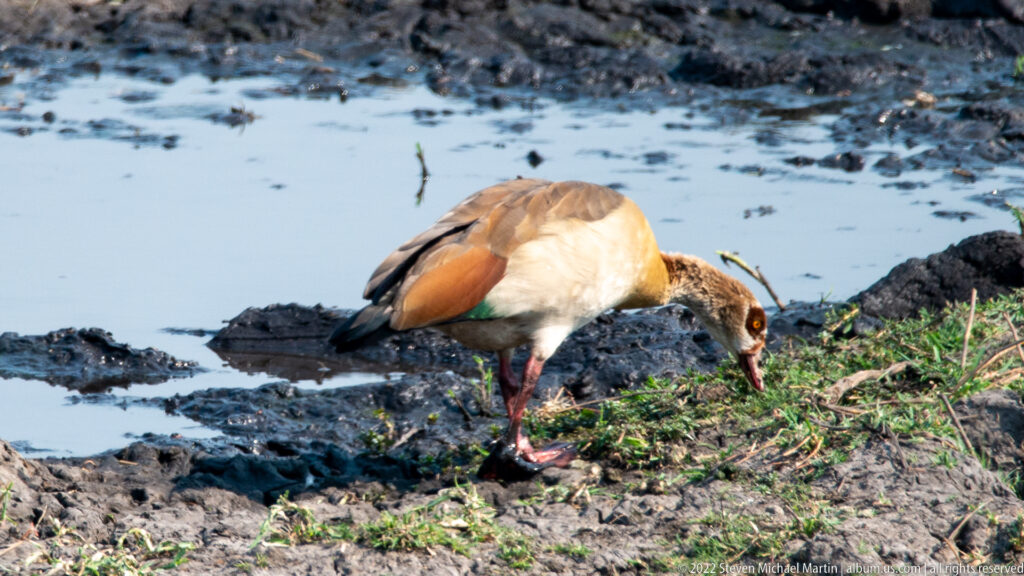 Egyptian goose bends toward vegetation beside muddy shallow water, showing brown wings and pink legs.