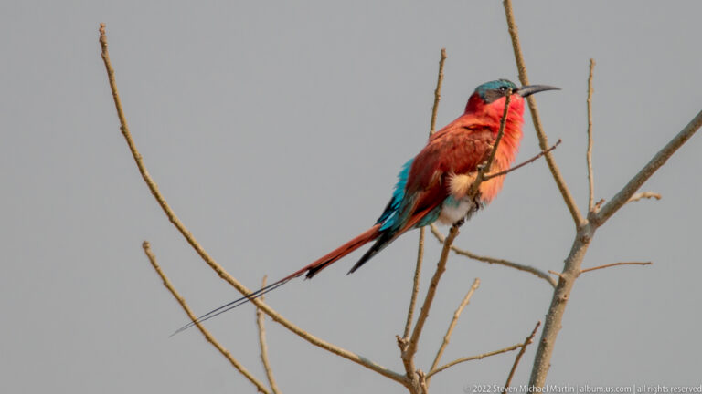 Bright carmine and turquoise bee-eater with long tail streamers perched on thin bare branches.